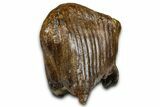Fossil Woolly Mammoth Upper M Molar - Poland #370361-5